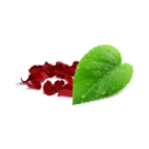 Paan