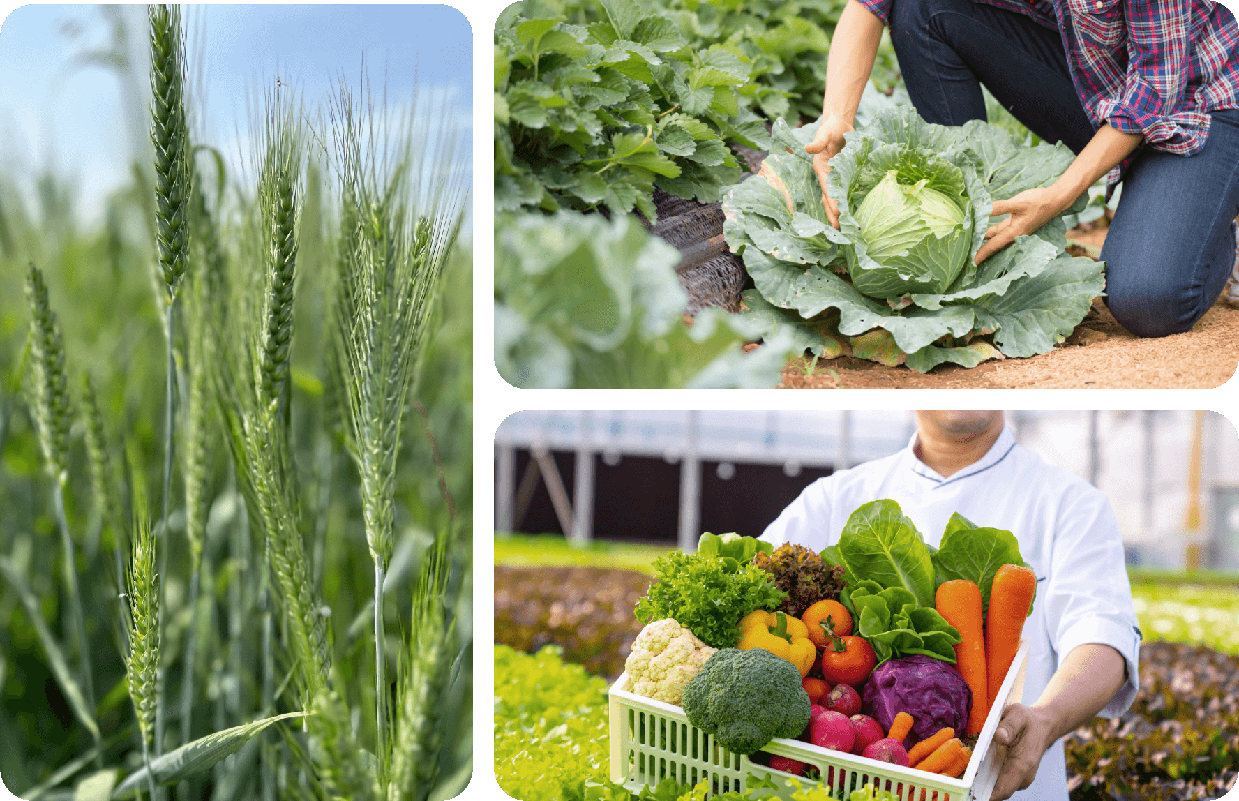 omfarm fresh