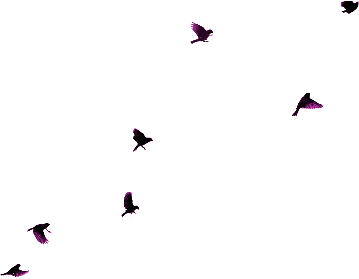 birds
